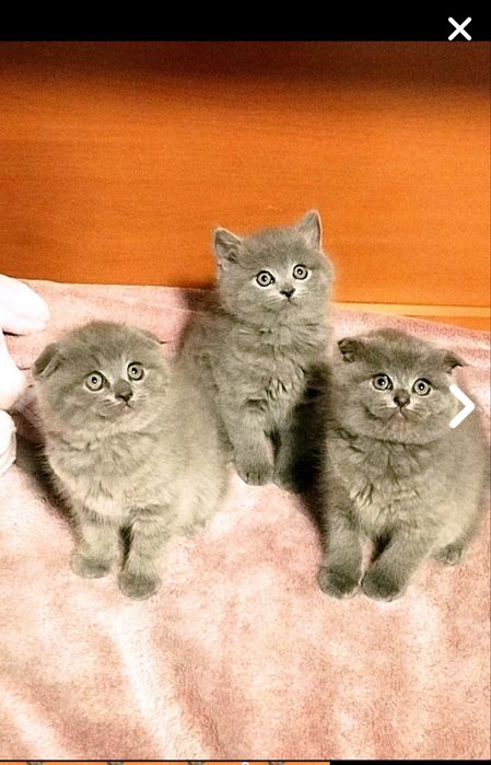 Шотландські кошенята