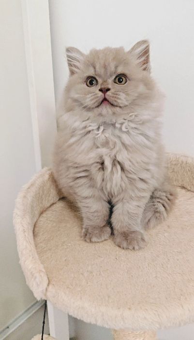 Macho British Longhair  Lilac