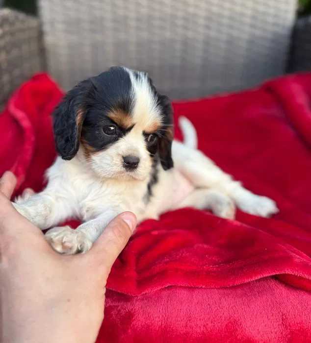Cavalier King Charles