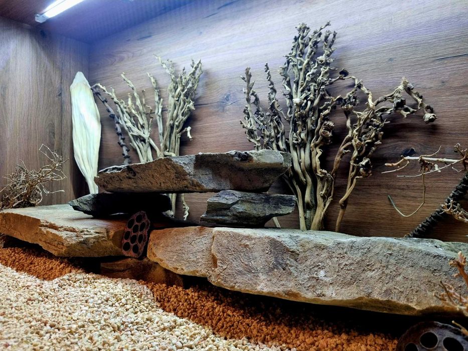 Terrarium 120x60x60 agama brodata jaszczurka