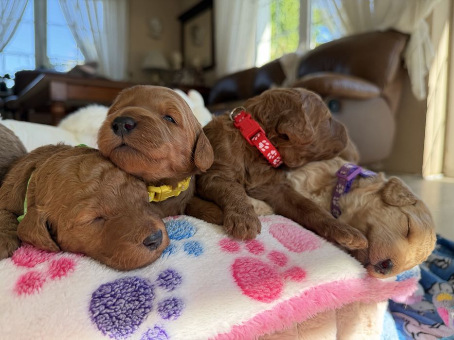 Goldendoodle F1b szczenię