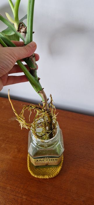 Philodendron jose buono sadzonka pędowa