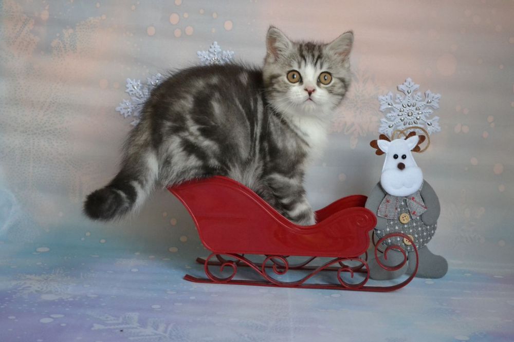 Scottish Straight хлопчик, сріблястий мармур з білим