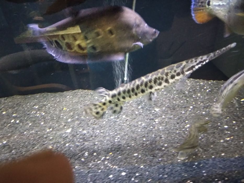 , Niszczuka Plamista  35 - 40 cm
