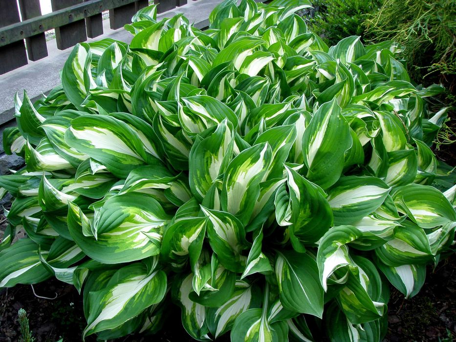 Hosta, Funkia, różne odmiany
