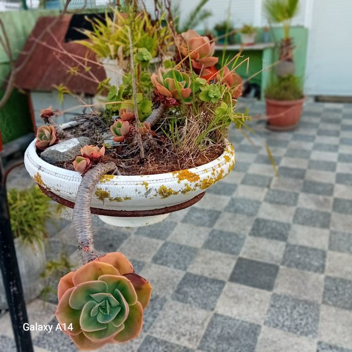 Suculenta Echeveria Mandala