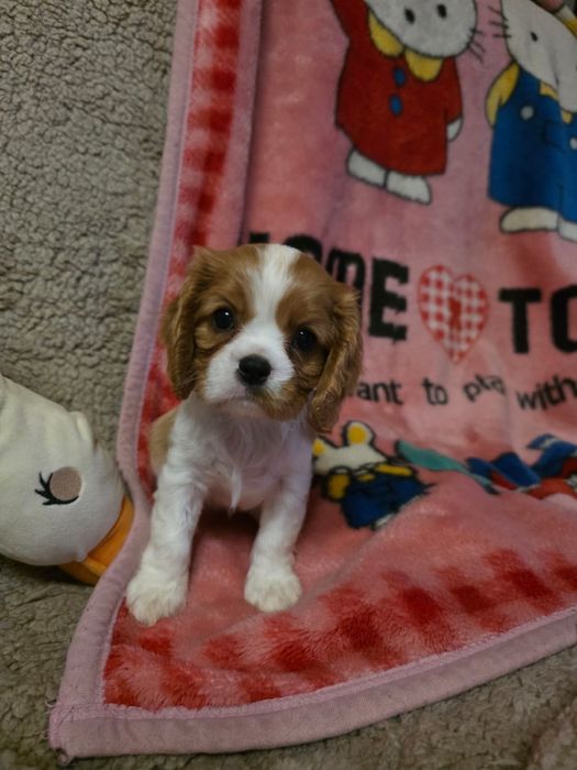 Cavalier King Charles Spaniel / sunia