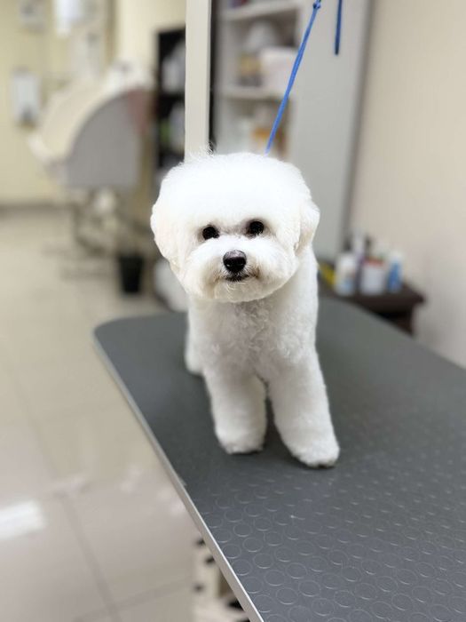 Бишон  фризе  девочки