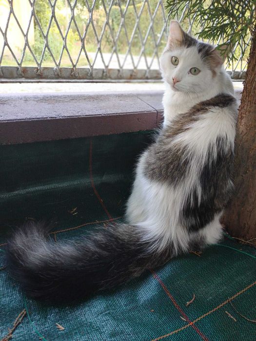 Chłopaki do wzięcia - Czipi i Pipi