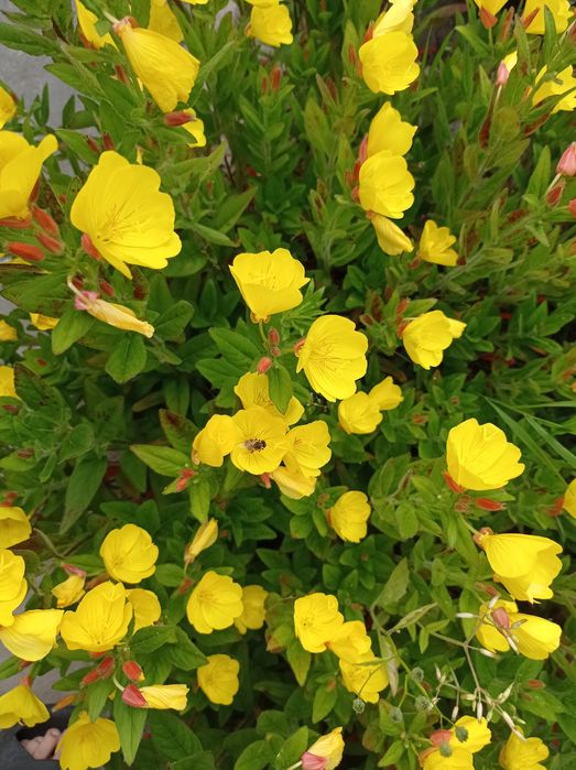 Енотера багаторічна жовта, саджанці