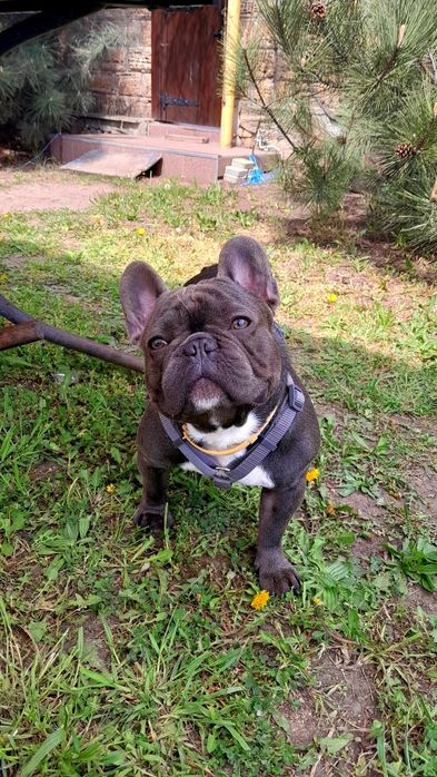 Вязка. Французский бульдог