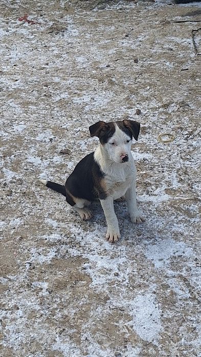 Akita Amerykańska Oddam szczeniaki