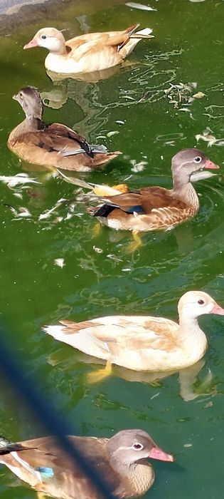 Patos mandarins  canelas  e ancestrais