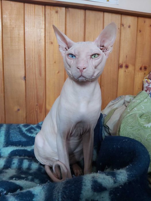 Донський Сфінкс кошенята
