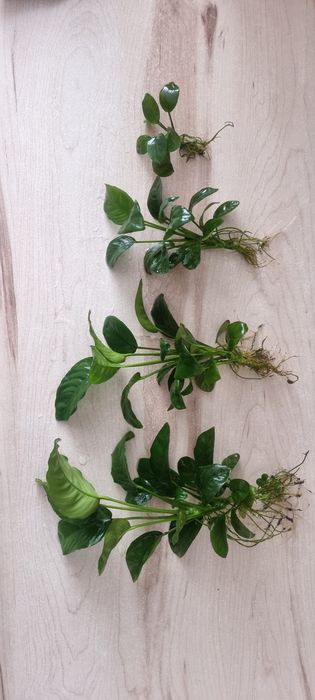 Anubias e tronco para aquario