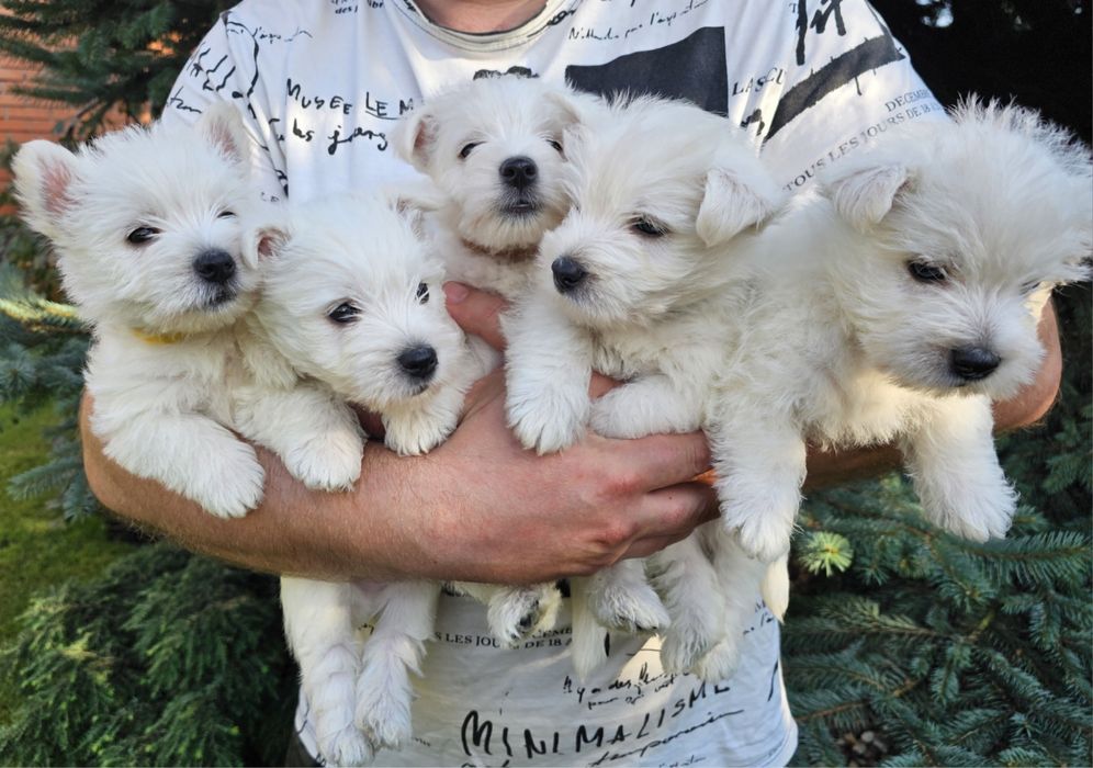 Вест хайленд уайт терьер