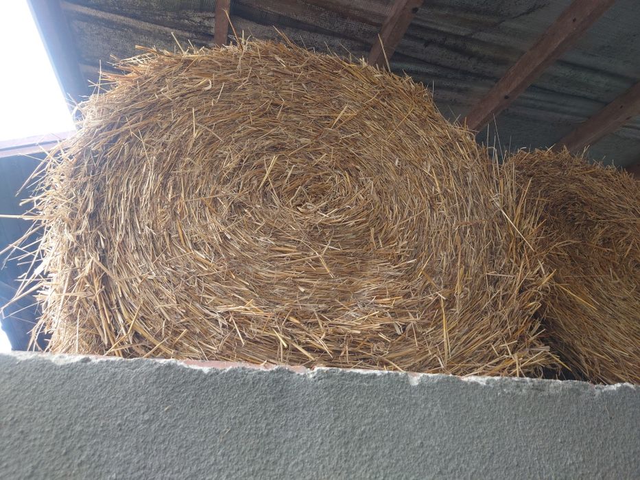 Słoma bele po prasie pasowej