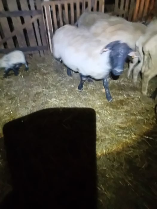 Sprzedam owcę z jagnięciem