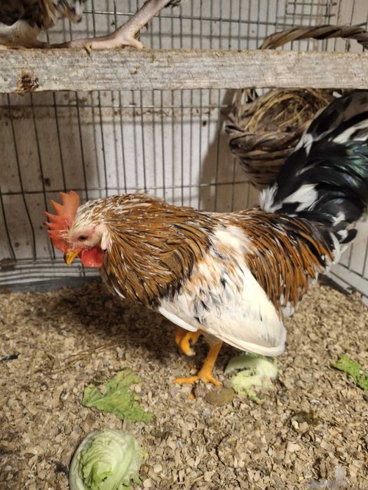 Galo mil flores garnizo