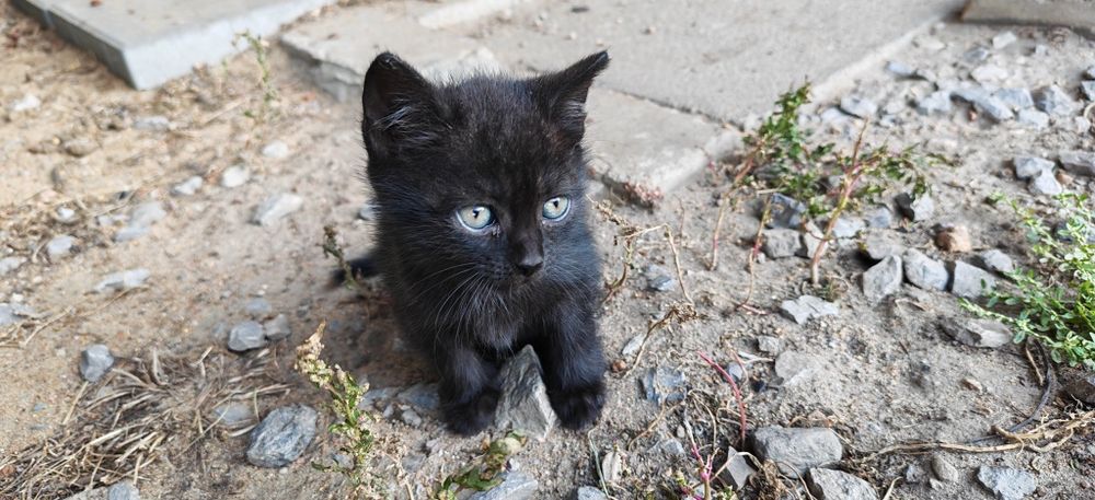 Kocięta do oddania  adopcji aktualne