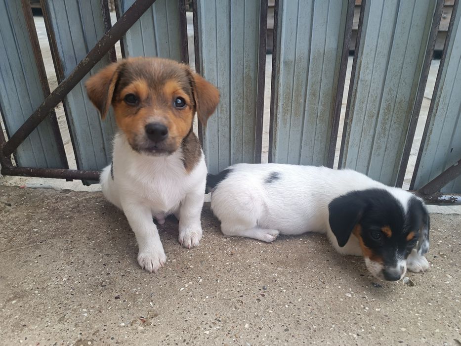 Мальчик и девочка привиты Одесса