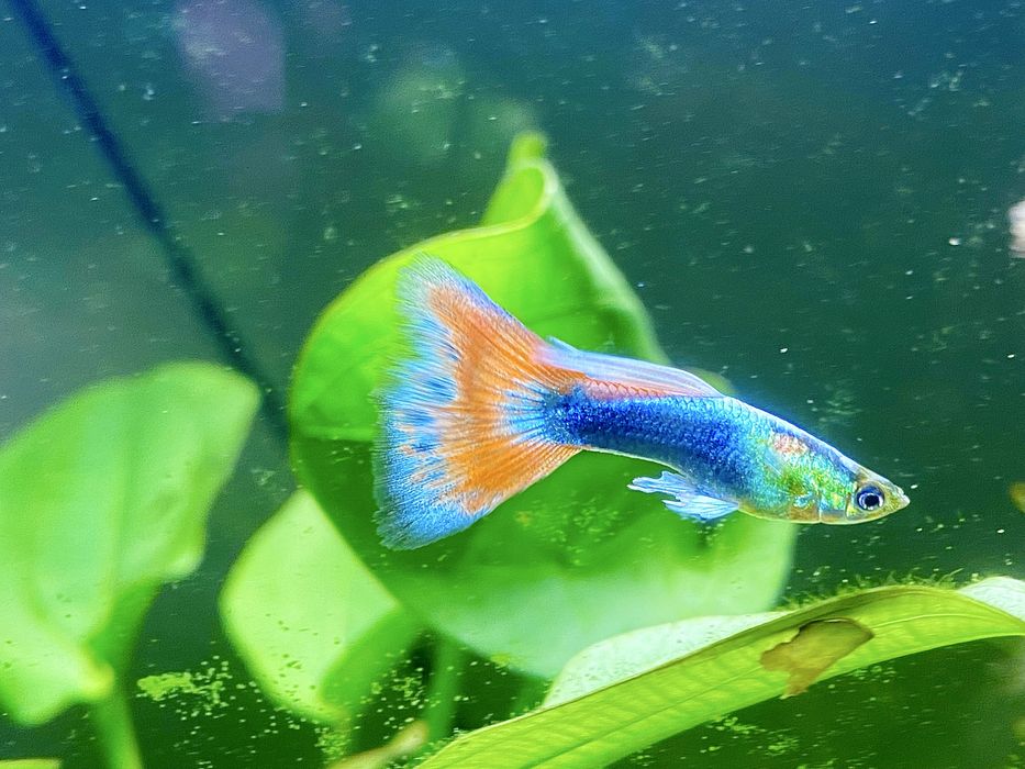 Gupiki tuxedo, ryby, rybki akwariowie. Okazja!