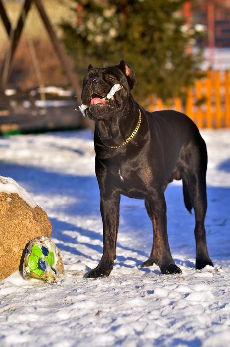 Cane Corso  szczenię