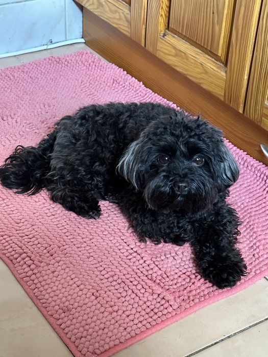 Індивідуальна перетримка тварин /Ніяких кліток/ котів / собак