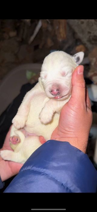 Щенки курцхаар  бесплатно