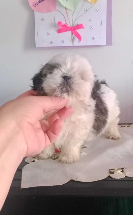 Shih-tzu com LOP