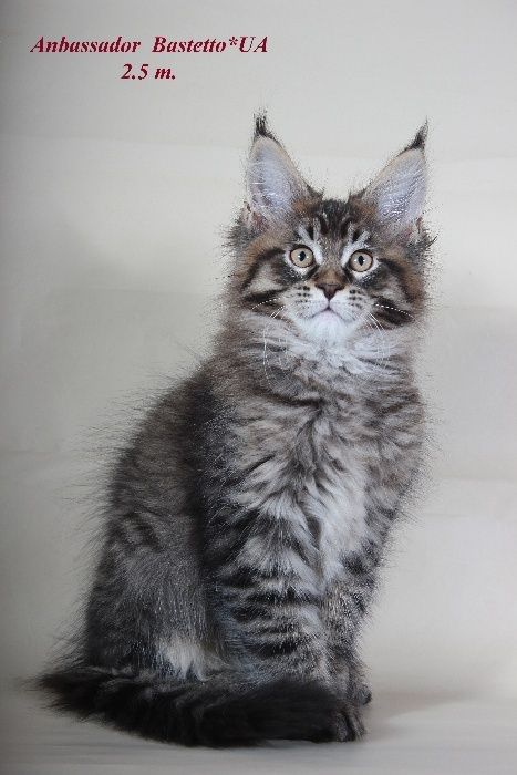 Лучшие котята породы мейн-кун. Питомник Bastetto* UA