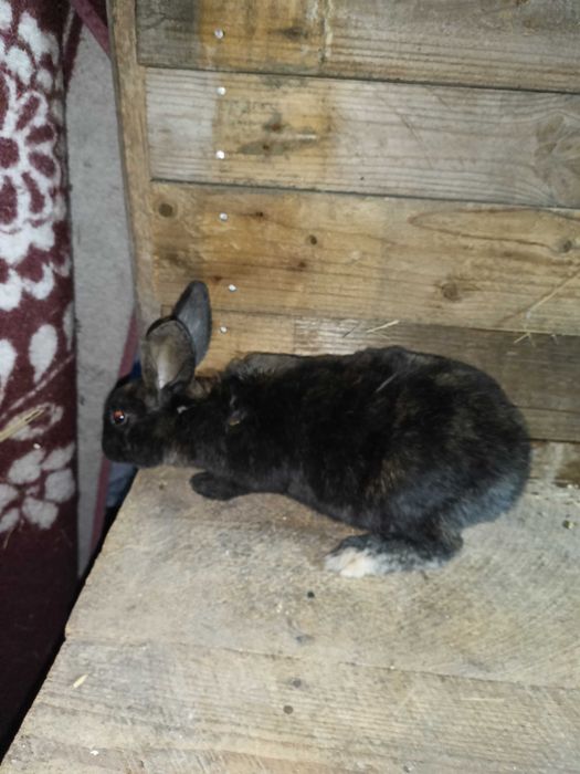 Rex trójbarwny samce