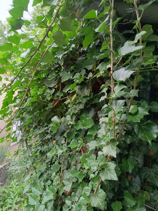 Bluszcz-pedy 2/3 metrowe bez korzenia