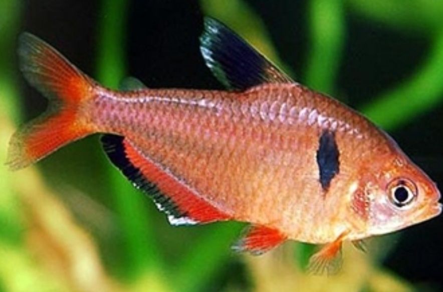 Tetra     Serpae