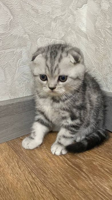 Шотландсткий котик