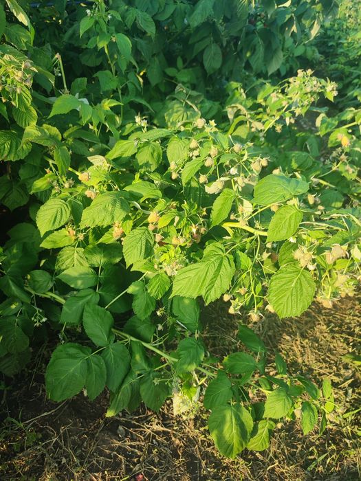 Продам свіжекопані саджанці ремонтантної малини .