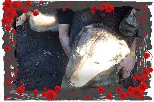 Отдам собаку лайка помесь с дворнягой