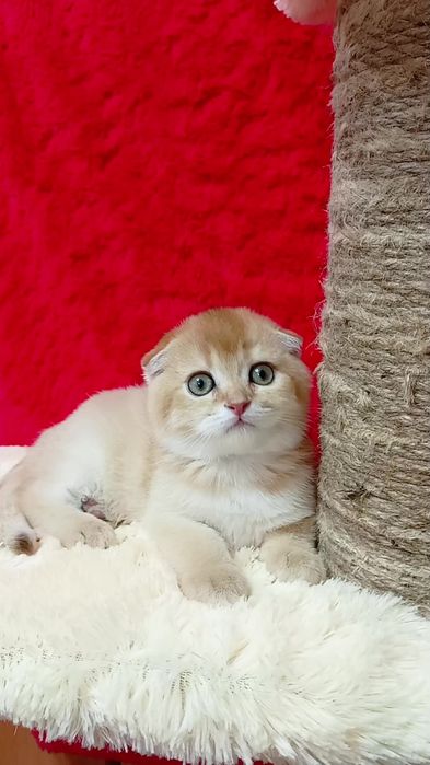 Шикарная вислоухая девочка золотая шиншилла