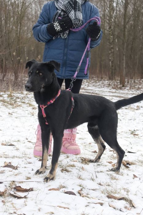 Pokochaj czarnego Bossa 2 latka