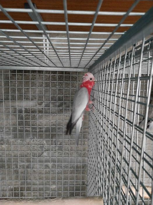 Catatuas Galah deste ano