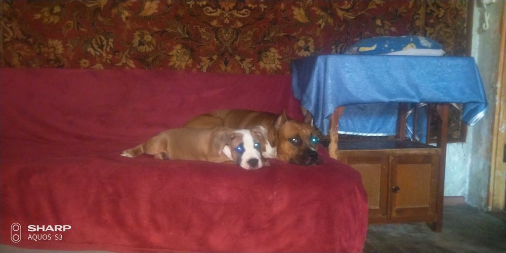 Амстафф для вязки