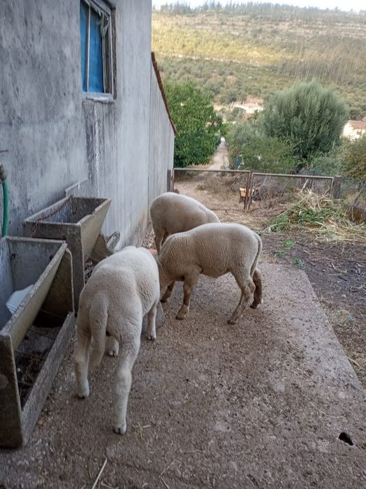 3 Borregos (2 machos, 1 fêmea)