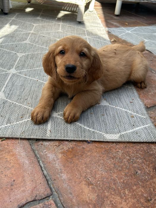 Szczeniaki Golden Retriever