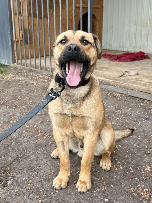 Зверніть будь ласка увагу на нього, йому дуже потрібна сімʼя!