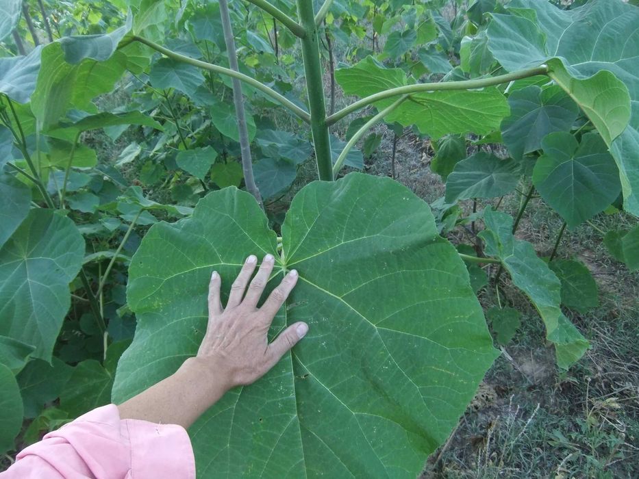 SPRZEDANE - Drzewa tlenowe Paulownia, karpy jednosezonowe z gruntu.