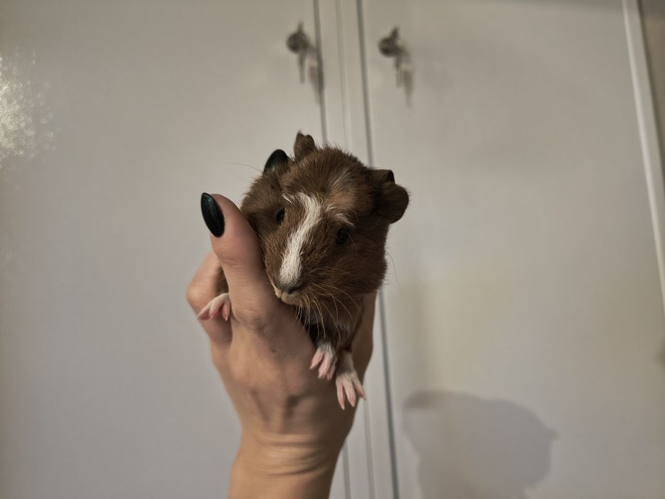 Sprzedam Świnka morska samiec