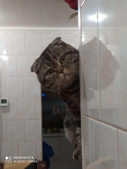 В’язка шотландський висловухий котик