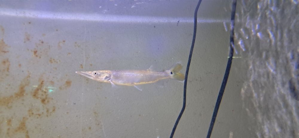 Vendo gar hujeta 12-14Cm