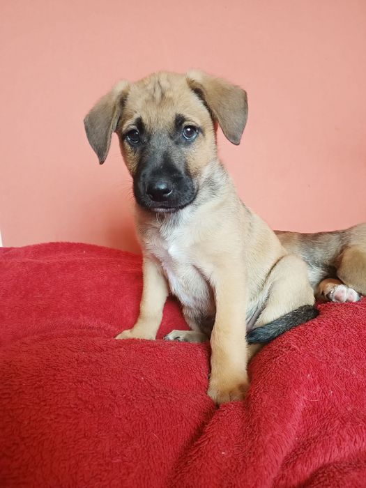Piesek do adopcji - szczeniak 10 tygodni