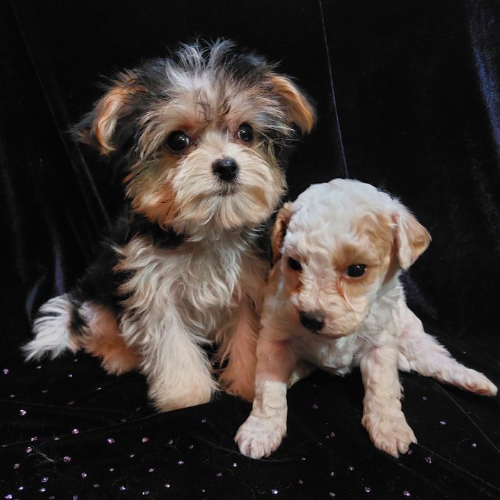 Экстра міні биверйорк